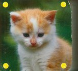 Baby Blocs-Cat Mini kosteczka kot