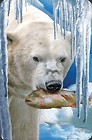 Mini kartka 3D Niedźwiedź Polarny z rybą