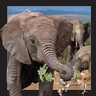 Pocztówka 3D Słoń