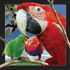Pocztówka 3D Papuga