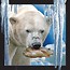 Pocztówka 3D Niedźwiedź polarny z rybą