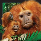 Pocztówka 3D Małpa Tamaryna