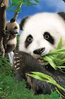 Mini kartka 3D Panda
