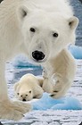 Mini kartka 3D Niedźwiedź Polarny z młodym