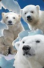 Mini kartka 3D Niedźwiedzie Polarne