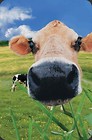 Mini kartka 3D Krowa
