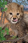 Mini kartka 3D Gepard