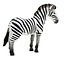 Zebra stepowa ANIMAL PLANET