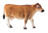Krowa rasy Jersey ANIMAL PLANET