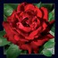 Pocztówka 3D Czerwona Róża