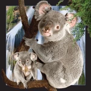 Magnes 3D Koala