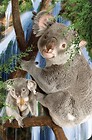 Mini kartka 3D Koala