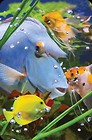 Mini kartka 3D Niebieska Ryba