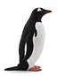 Pingwin białobrewy ANIMAL PLANET