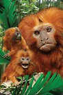 Mini kartka 3D Małpa Tamaryna