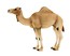 Wielbłąd arabski (dromader) ANIMAL PLANET