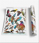 Plansza edukacyjna - Najb. kolorowe ptaki SOLITON
