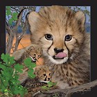 Pocztówka 3D Gepard