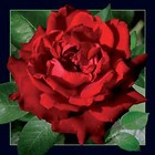 Magnes 3D Czerwona Róża