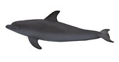 Delfin butlonosy ANIMAL PLANET