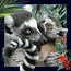 Pocztówka 3D Lemur