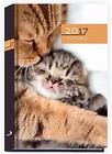 Terminarz 2017 Futuro - koty