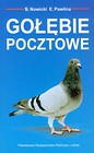Gołębie pocztowe