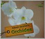 Orchidee Porady eksperta