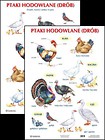 Plansza - Ptaki hodowlane (drób)