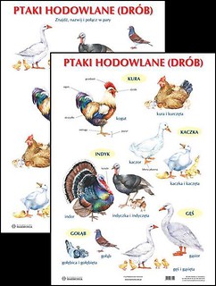 Plansza - Ptaki hodowlane (drób)