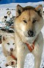 Mini kartka 3D Husky