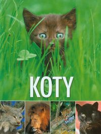 Koty