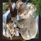 Magnes 3D Koala