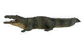Krokodyl nilowy ANIMAL PLANET