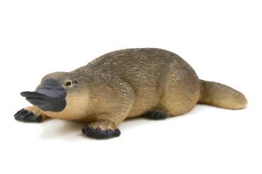Dziobak ANIMAL PLANET