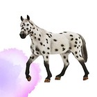 Ogier Appaloosa ANIMAL PLANET