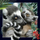 Pocztówka 3D Lemur