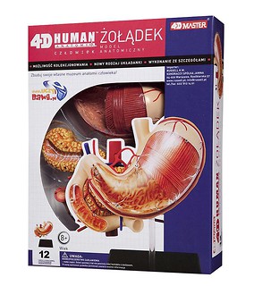 Anatomia człowieka - Żołądek
