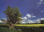 Kalendarz 2016 Rzepak trójdzielny
