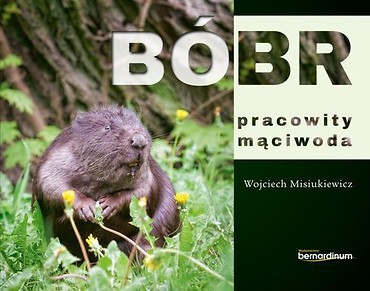 B&oacute;br - pracowity mąciwoda