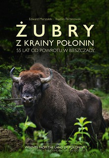 Żubry z krainy Połonin